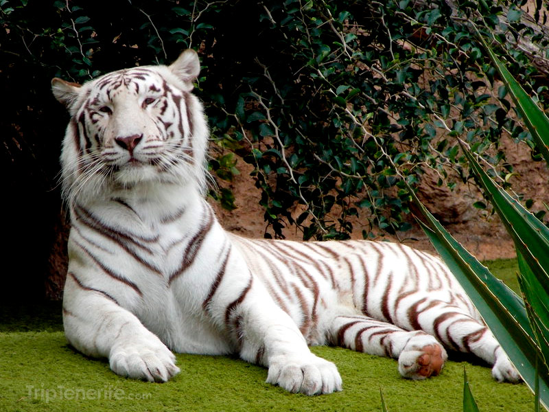 beautiful white tiger