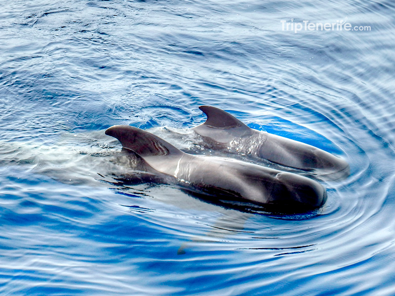 delfin-watching-on-boat