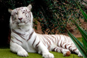 Joli tigre blanc