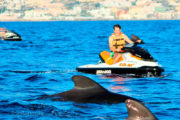 Dolphins and Jet-ski