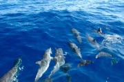 Famille de dauphins